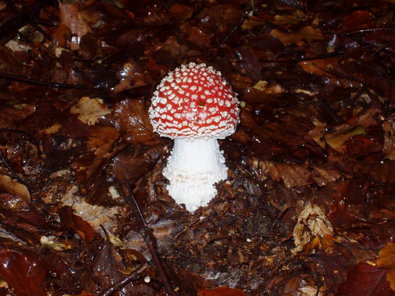 Val d''Aveto (Ligura)